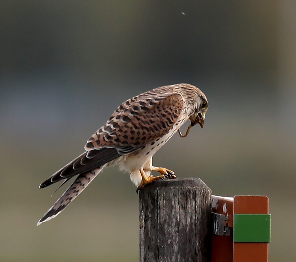 Basile Maree Foto van torenvalk op paaltje