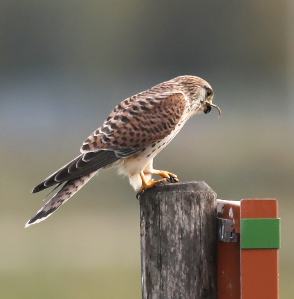 Basile Maree  Foto van torenvalk op paaltje